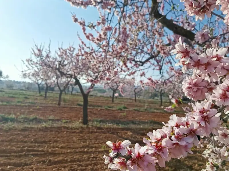 Участок en Desconocido, Costa Blanca — фото 14 из 16