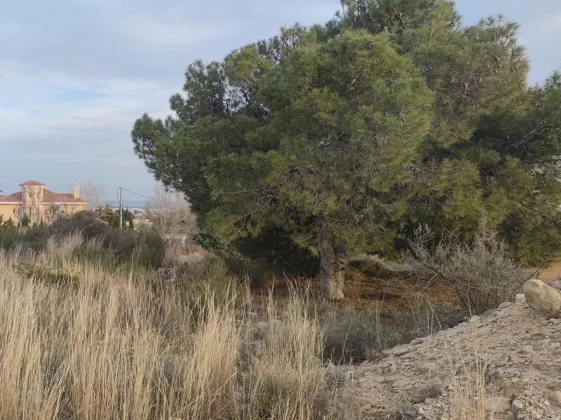 Land in Elche, Costa Blanca — photo 12 of 14