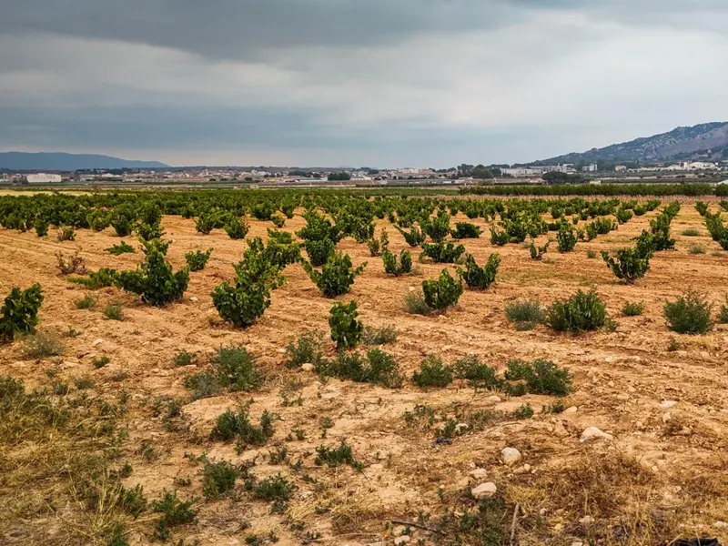 Landhaus in Pinoso, Costa Blanca — Foto 10 von 10