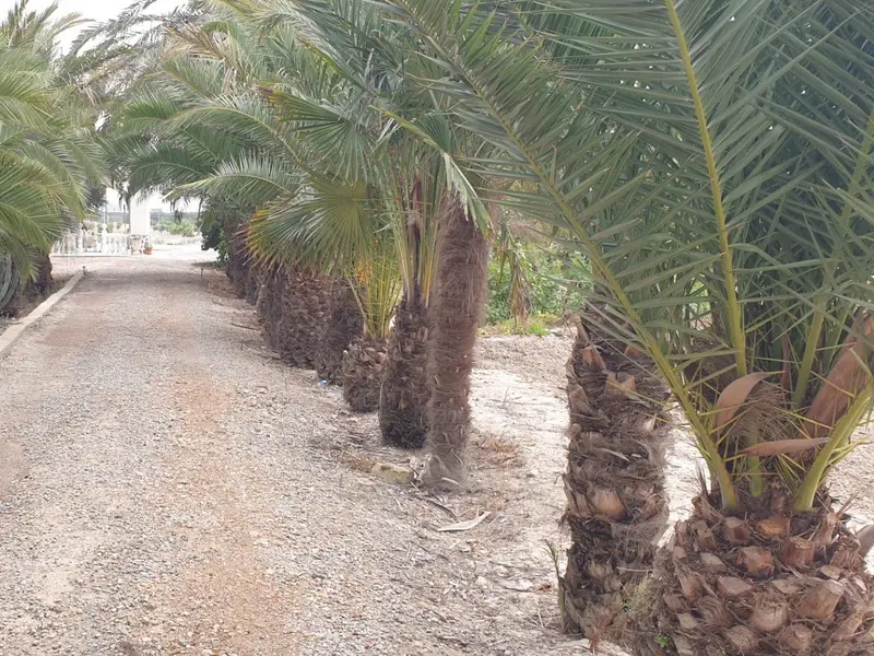 Villa de 4 dormitorios en Granja de Rocamora, Costa Blanca — foto 4 de 30