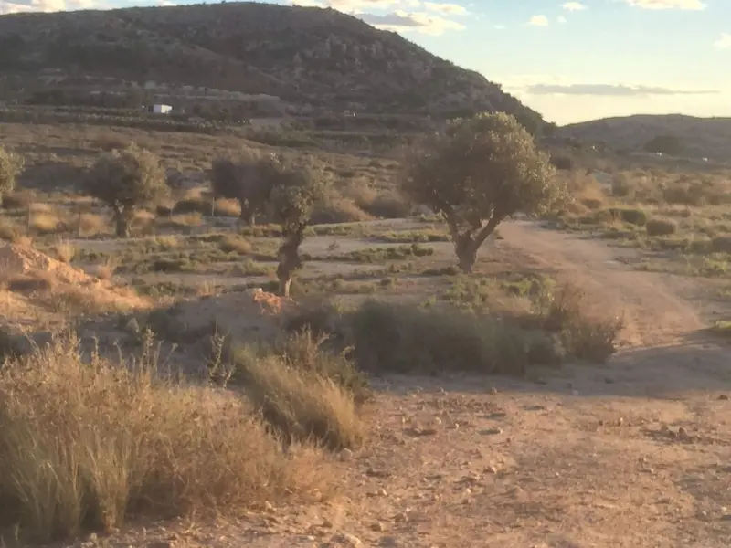 Terreno en Elche, Costa Blanca — foto 4 de 5