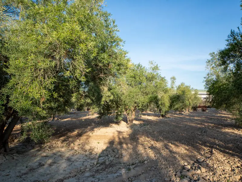 Villa mit 3 Schlafzimmern in Crevillent, Costa Blanca — Foto 21 von 26