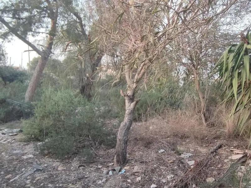 Заміський будинок у Elche, Коста-Бланка — фото 5 з 5