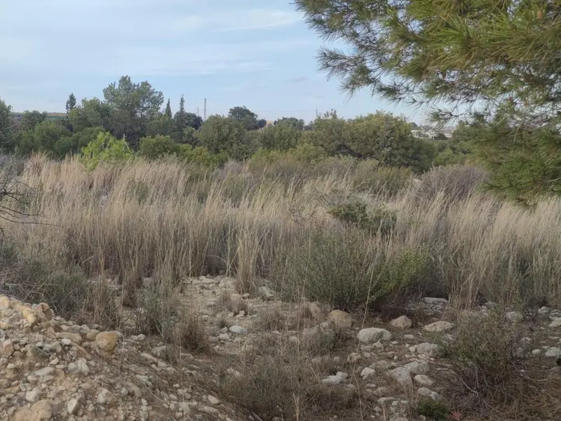 Land in Elche, Costa Blanca — photo 6 of 14