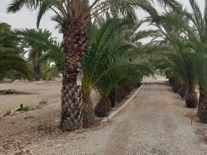 Villa de 4 dormitorios en Granja de Rocamora, Costa Blanca — foto 5 de 30