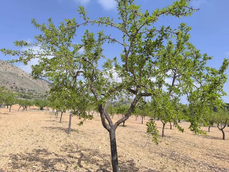 Land in La Romana, Costa Blanca — photo 15 of 16