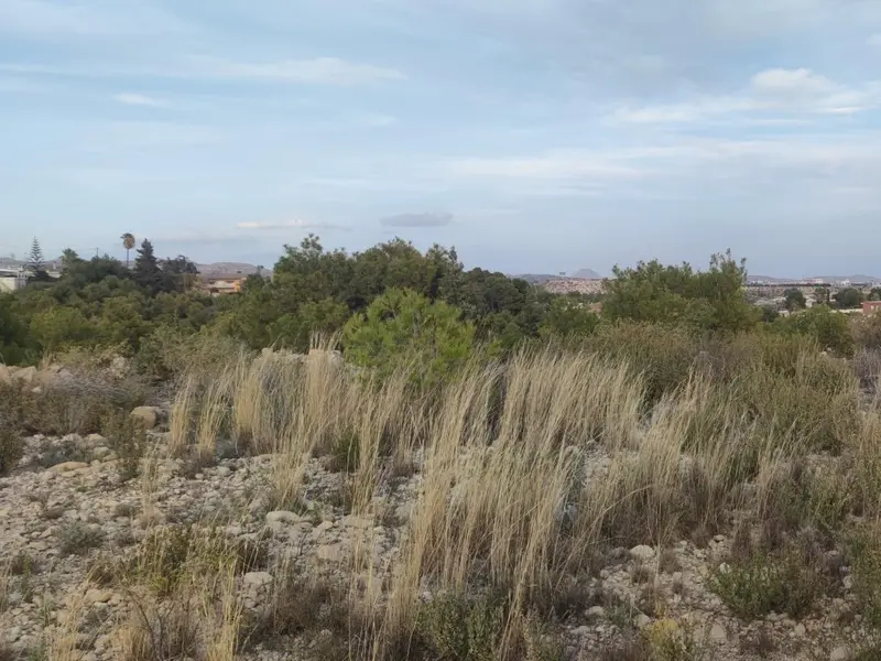 Land in Elche, Costa Blanca — photo 11 of 14