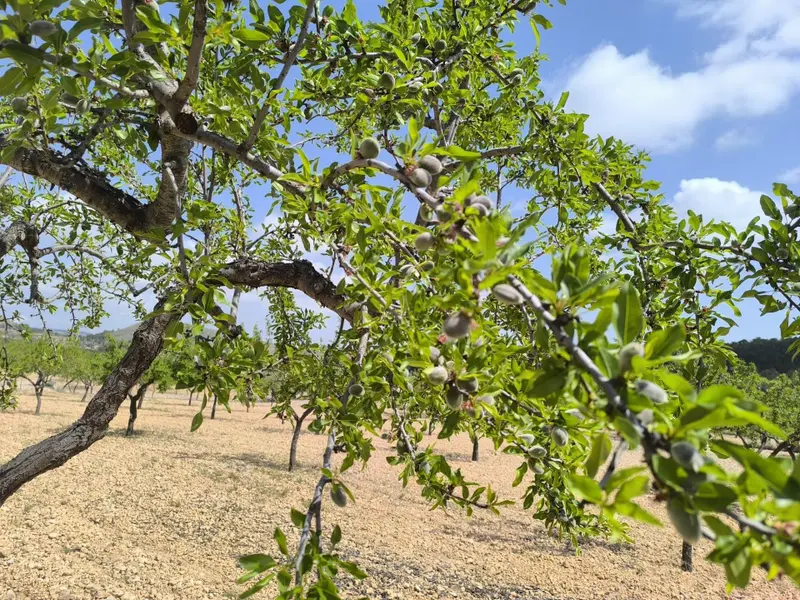 Land in La Romana, Costa Blanca — photo 16 of 16