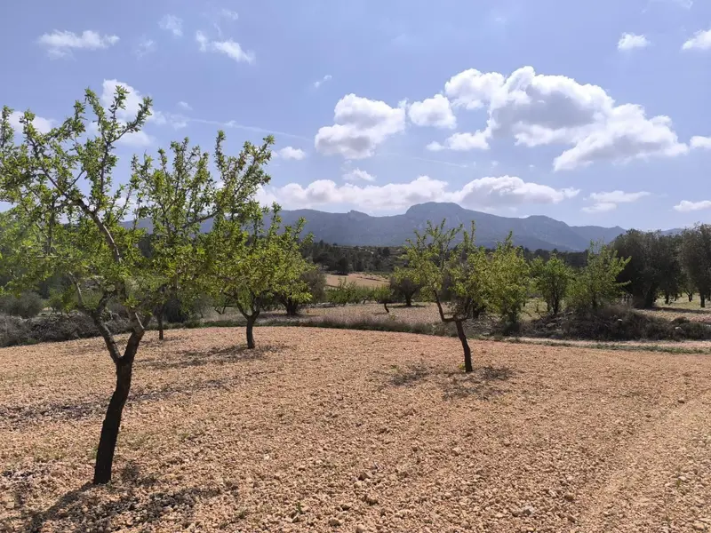 Land in La Romana, Costa Blanca — photo 14 of 16