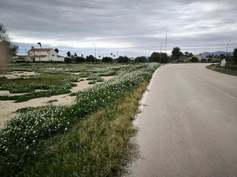 Maison de campagne à Elche, Costa Blanca — photo 2 sur 19