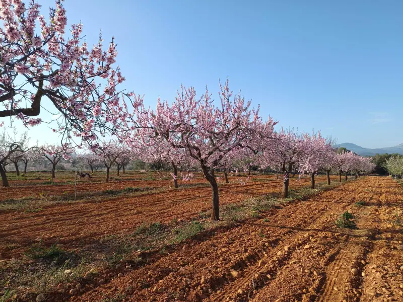 Участок en Desconocido, Costa Blanca — фото 13 из 16