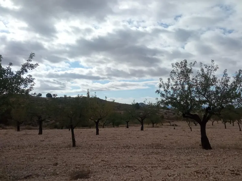Land in Abanilla, Costa Blanca — photo 4 of 4