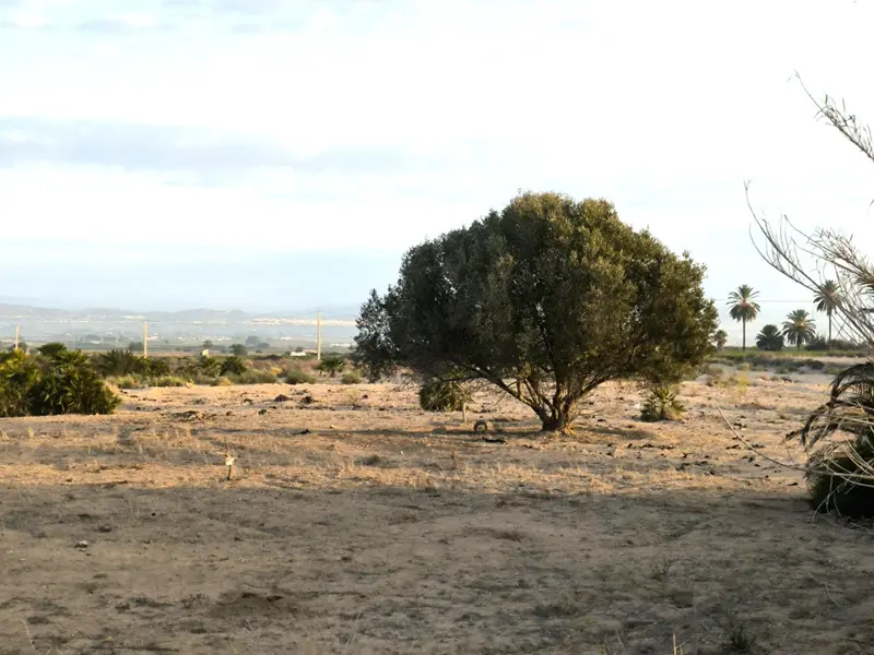 Landhaus in San Fulgencio, Costa Blanca — Foto 23 von 30